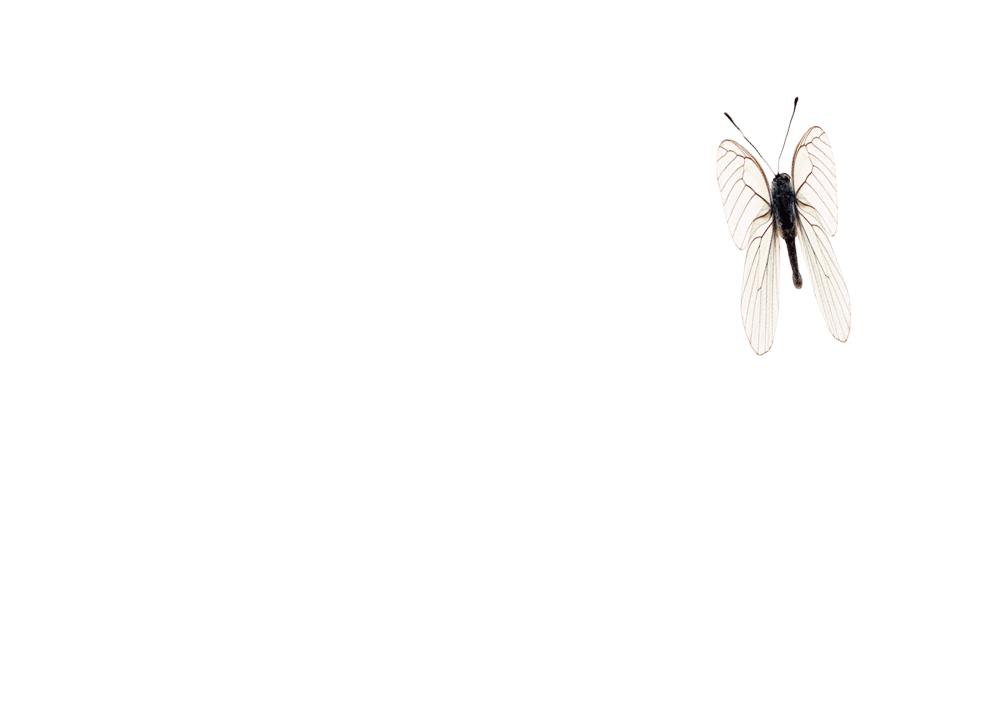 butterfly gif